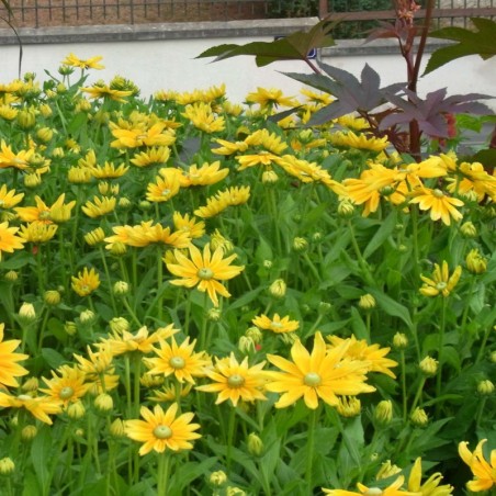 Rudbeckia Prairie Sun - Jaune D'Or