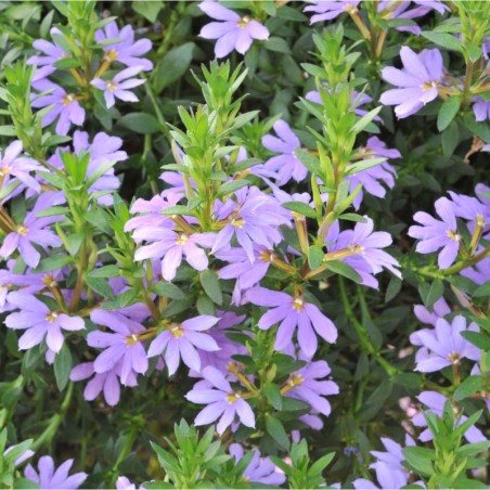 Scaevola Abanico Laguna Blue - Bleu