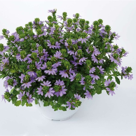 Scaevola Abanico Laguna Blue - Bleu