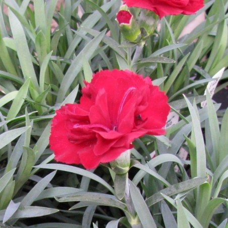 Dianthus Plumarius Desmond - Rouge