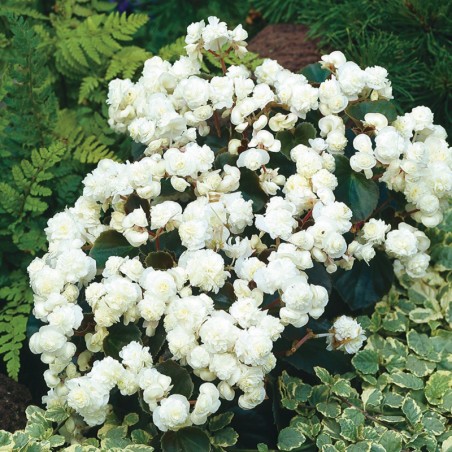 Begonia Semp. Double Florenzo White - Blanc