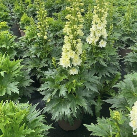 Delphinium Delgenius Neva - Jaune Creme