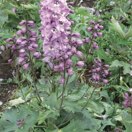 Delphinium Magic Fountain F1 Deep Rose White Bee - Rose Cœur Blanc