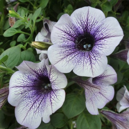 Petunia Grandiflora Parade Semis - Bleu Veiné