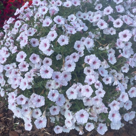 Petunia Retombant Vista Silverberry - Blanc Coeur Rose