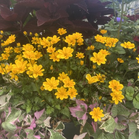 Bidens Effraim'S Gold - Jaune