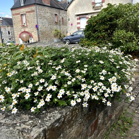 Bidens Bee Meadow - Blanc