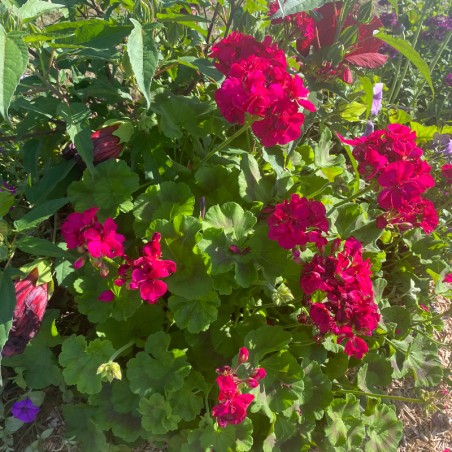 Geranium Zonal Galaxy - Violet