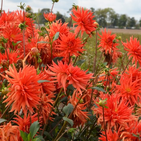 Dahlia Cactus Flash - Orange Lumineux - Tige Sombre