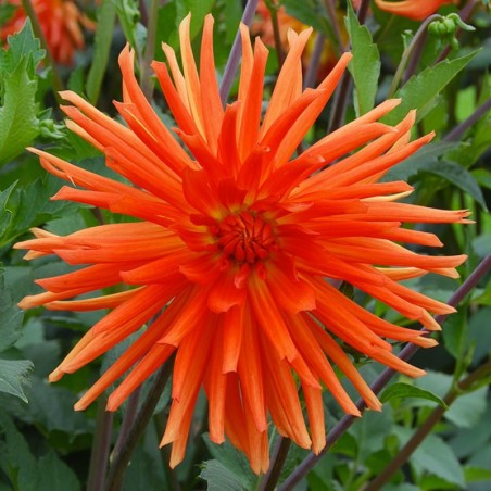 Dahlia Cactus Flash - Orange Lumineux - Tige Sombre