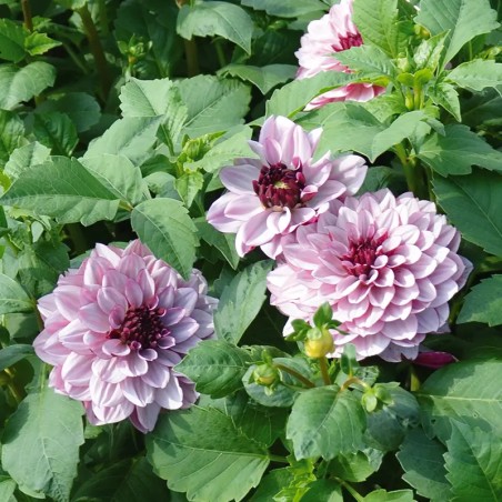Dahlia Decoratif Creme De Cassis - Rose Revers Pourpre