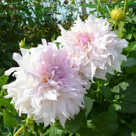 Dahlia Decoratif Shiloh Noelle - Blanc Cœur Rose