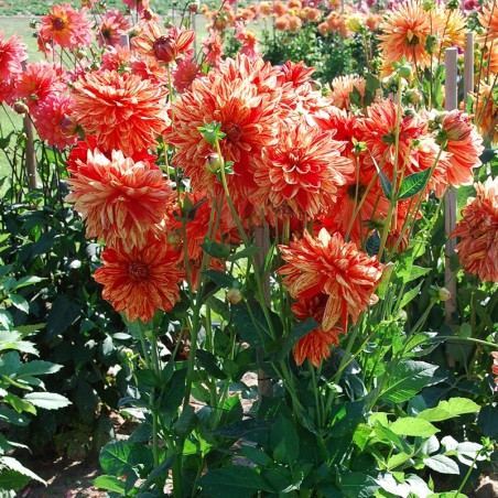 Dahlia Decoratif Neo - Orange Strié Rouge