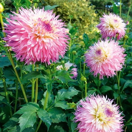 Dahlia Dentelle Pinelands Princess - Crème Pointe Rose Violet