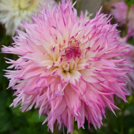 Dahlia Dentelle Pinelands Princess - Crème Pointe Rose Violet