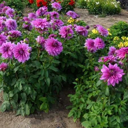 Dahlia Nain Double Mainau Romance - Violet