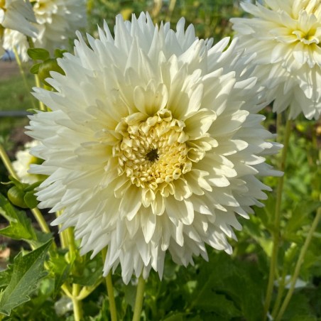 Dahlia Nain Double Milky Way - Blanc Pur