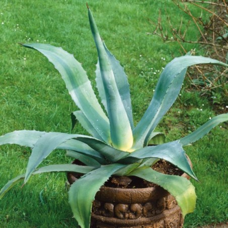 Agave Americana - Feuillage Vert