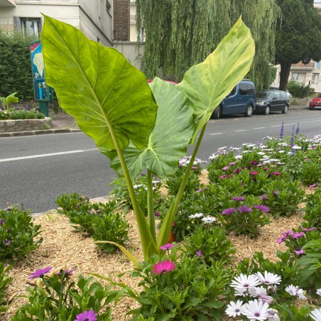 Alocasia 60/80