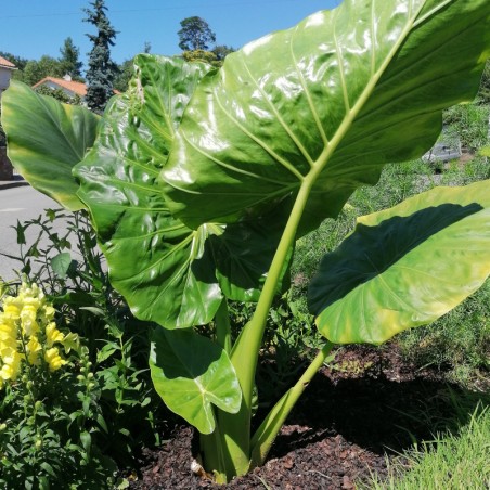 Alocasia 60/80