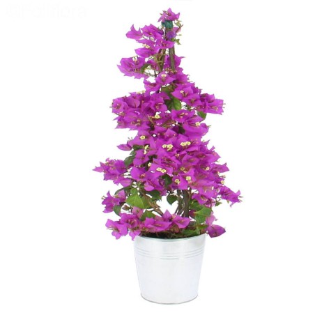 Bougainvillier Pyramide Rosa - Rose