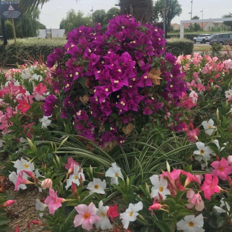 Bougainvillier Tige