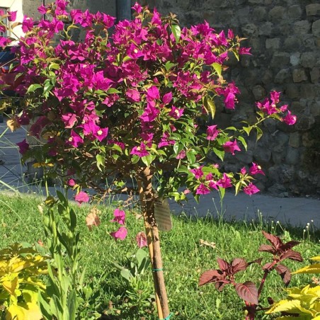 Bougainvillier Tige