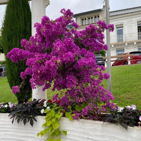 Bougainvillier Tige