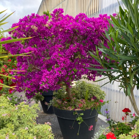 Bougainvillier Tige