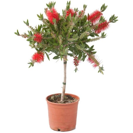 Callistemon Tige - Orange Rouge