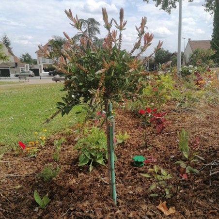 Callistemon Tige - Orange Rouge