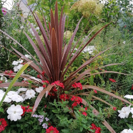 Cordyline Australis Pourpre