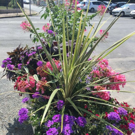 Cordyline Australis Verte