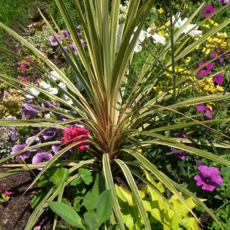 Cordyline Australis Verte