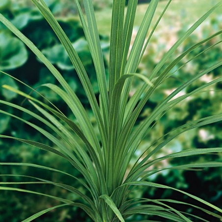 Cordyline Australis Verte