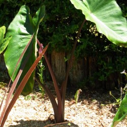 Colocasia Fontanesii