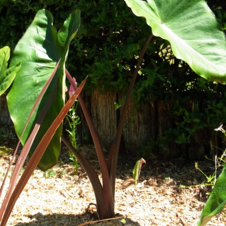 Colocasia Fontanesii